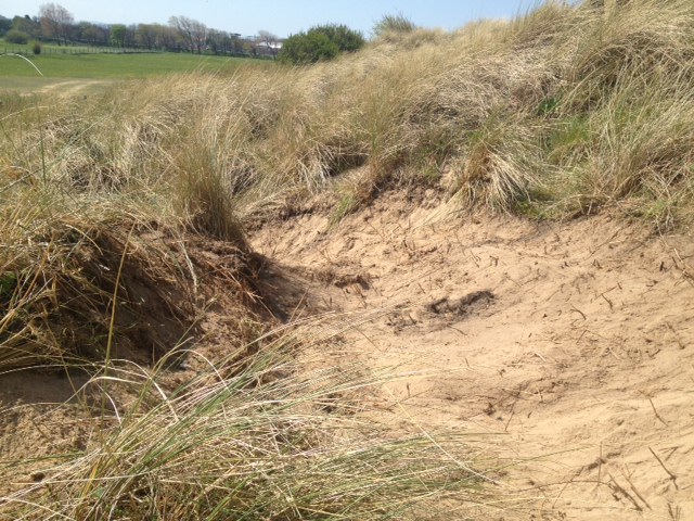 One of the finished bare patches of sand, which will be essential in ensuring the habitat is suitable for rare sand lizards in the long term.